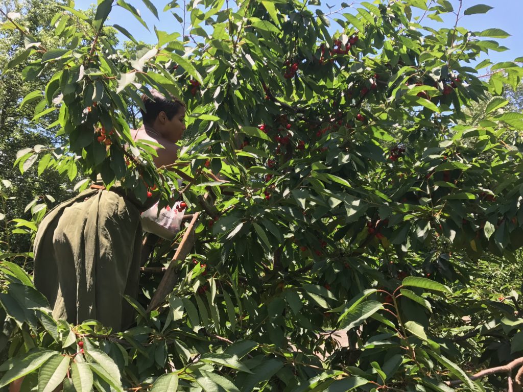 Cherry Picking in Maryland_Baugher Farmers_Pick your own_Maryland Blogger_PinkProverb