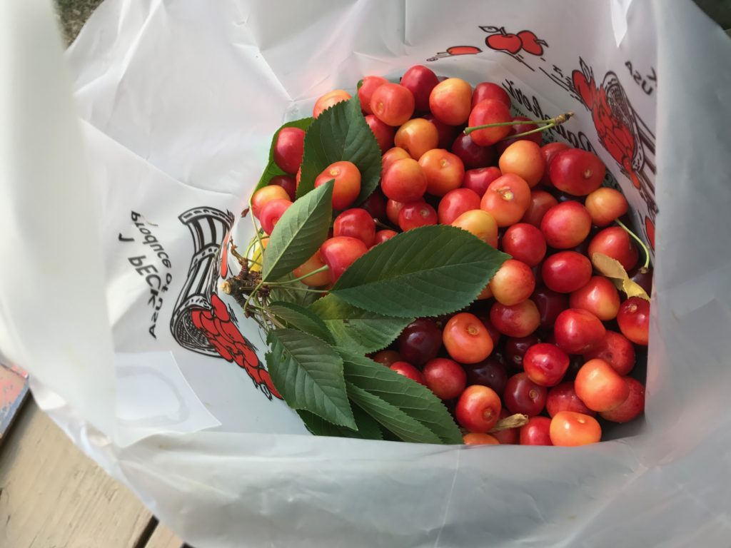 Cherry Picking in Maryland_Baugher Farmers_Maryland Blogger_PinkProverb