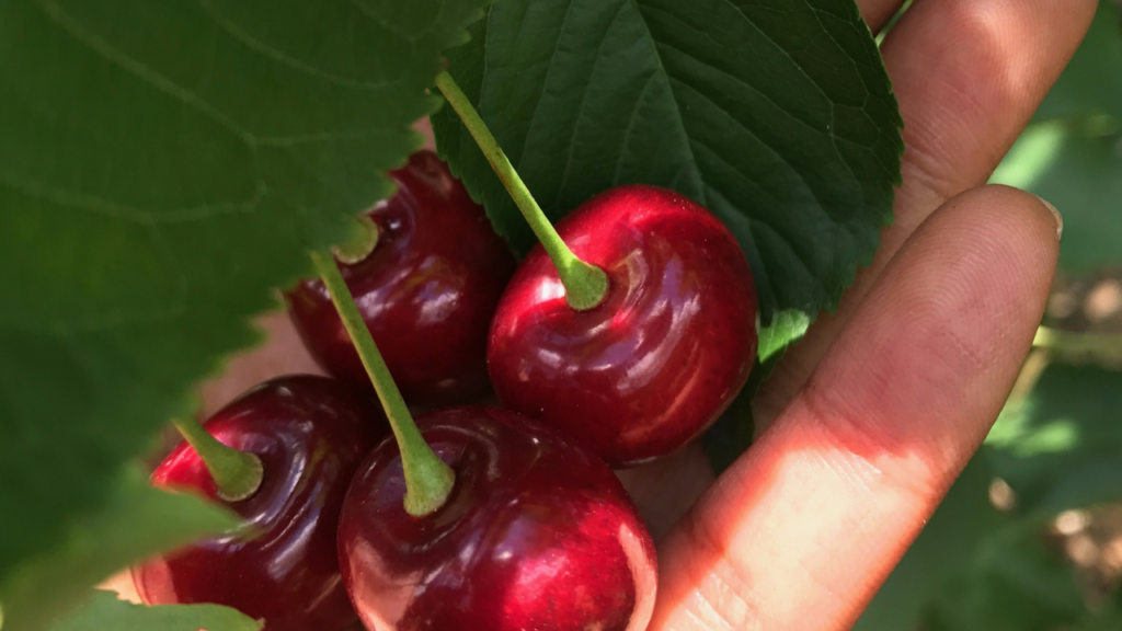 Cherry Picking in Maryland_Baugher Farmers_Pick your own_Maryland Blogger_PinkProverb