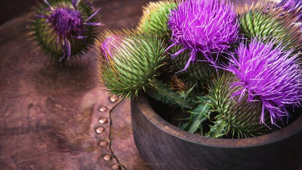 is milk thistle good for endometriosis_pink proverb