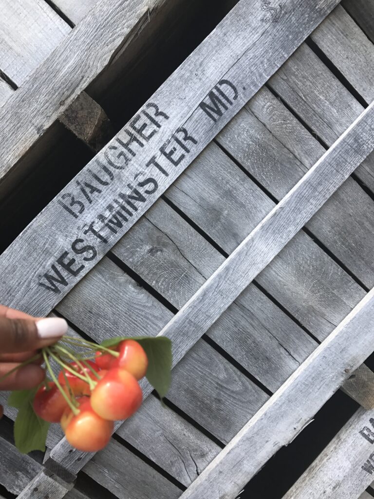 maryland cherry picking