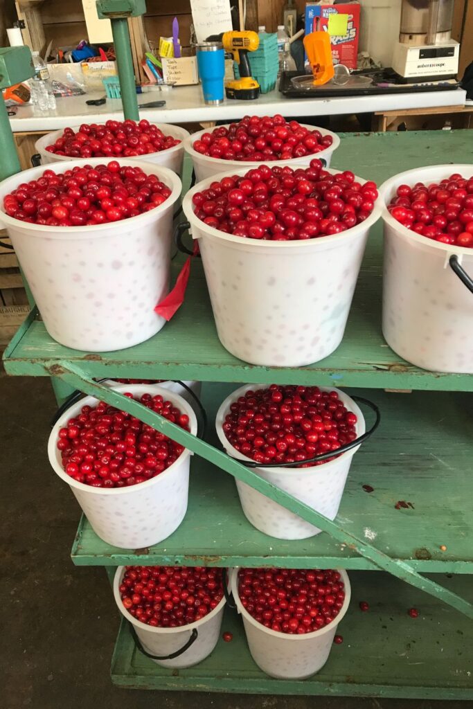 best maryland cherry picking