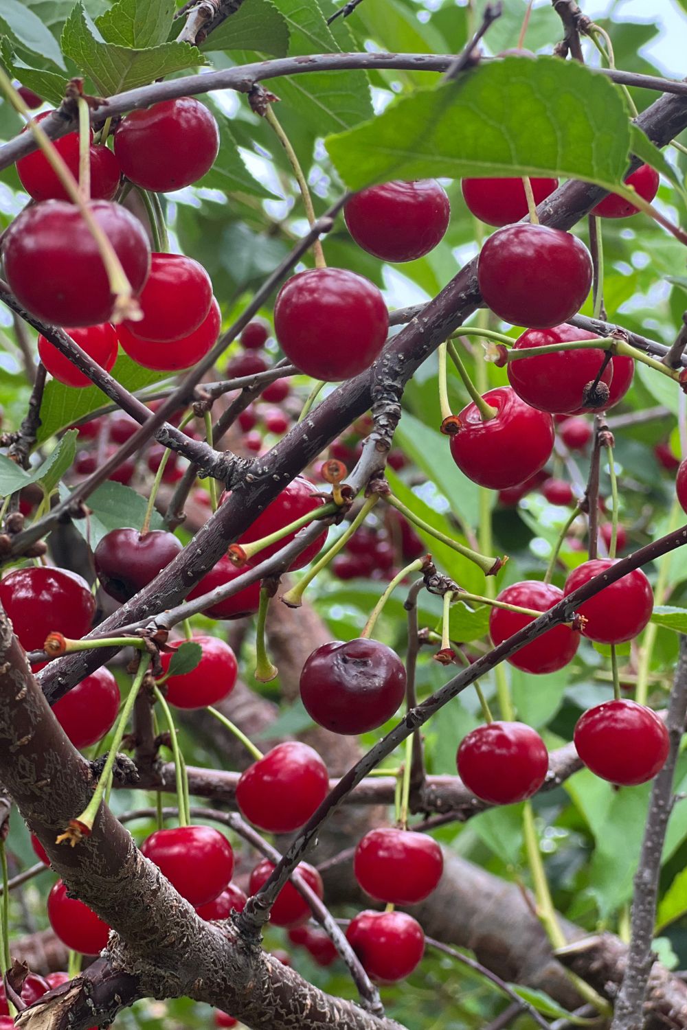 Maryland cherry picking larriland