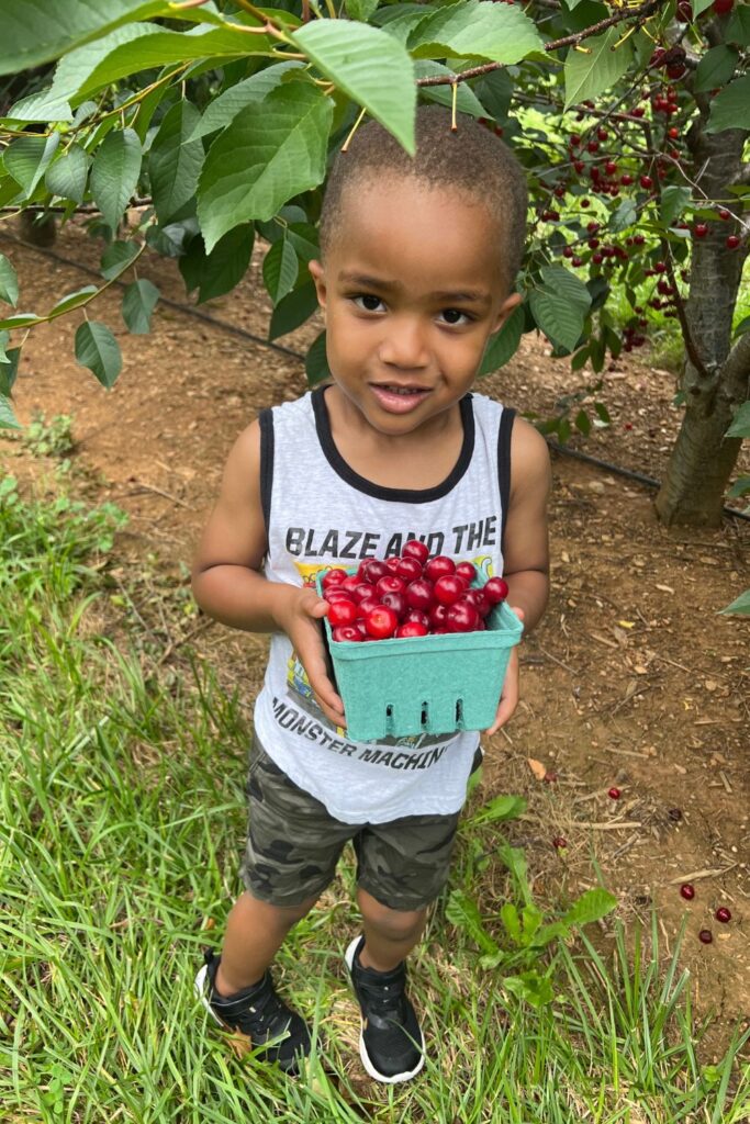 maryland cherry picking