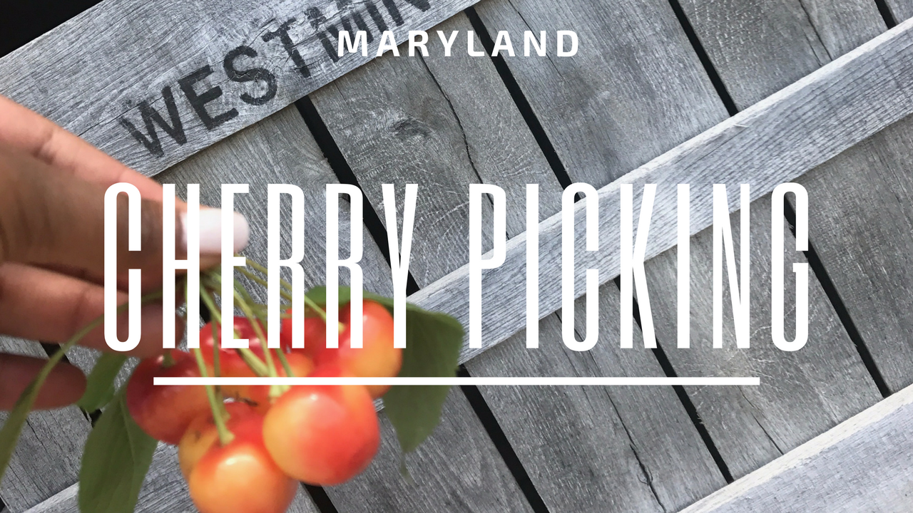 Where To Go Cherry Picking – Maryland