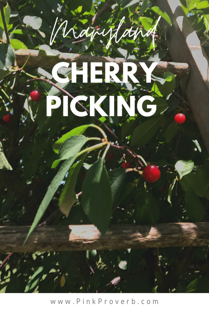 maryland cherry picking