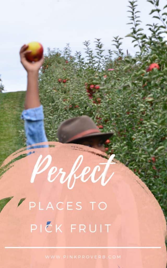 Pick-your-own-farm-maryland_Maryland_PickYourOwn_PinkProverb_KylaLive