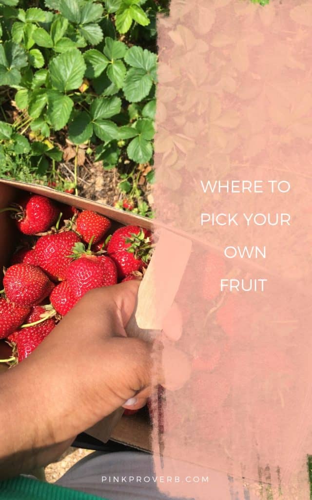 Pick Your Own Fruit_Maryland_Fruit picking_PinkProverb