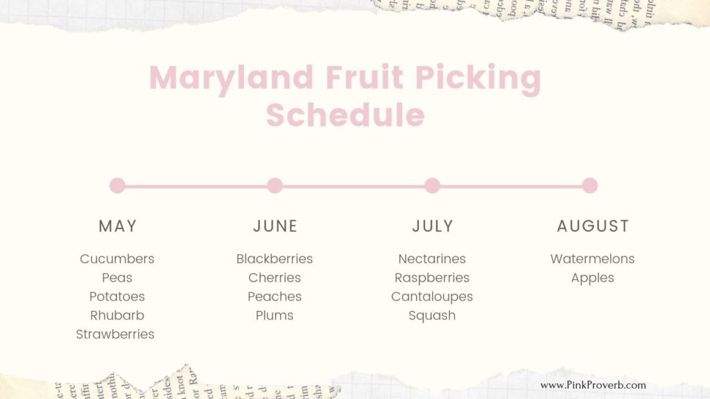 Maryland Fruit Picking Schedule_PinkProverb_KylaLive