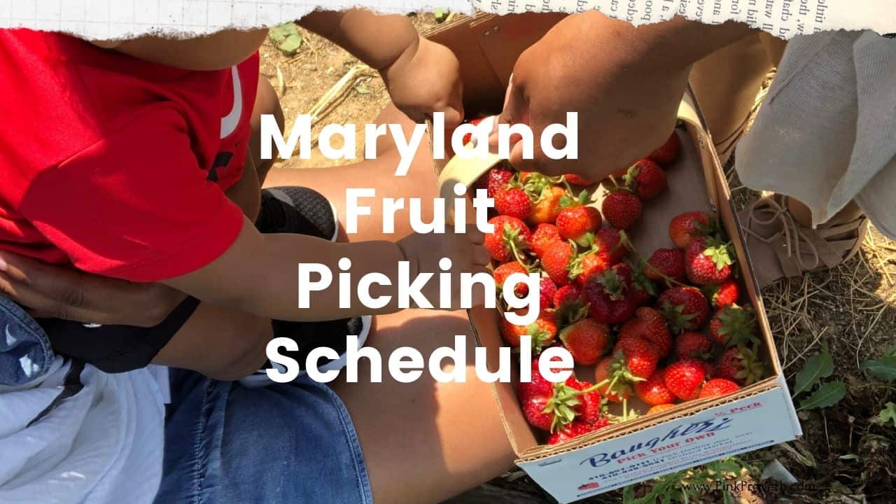 Maryland Fruit Picking Schedule