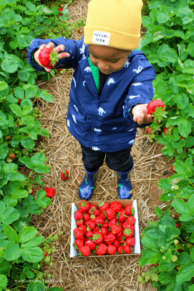 the best strawberry picking farms in maryland