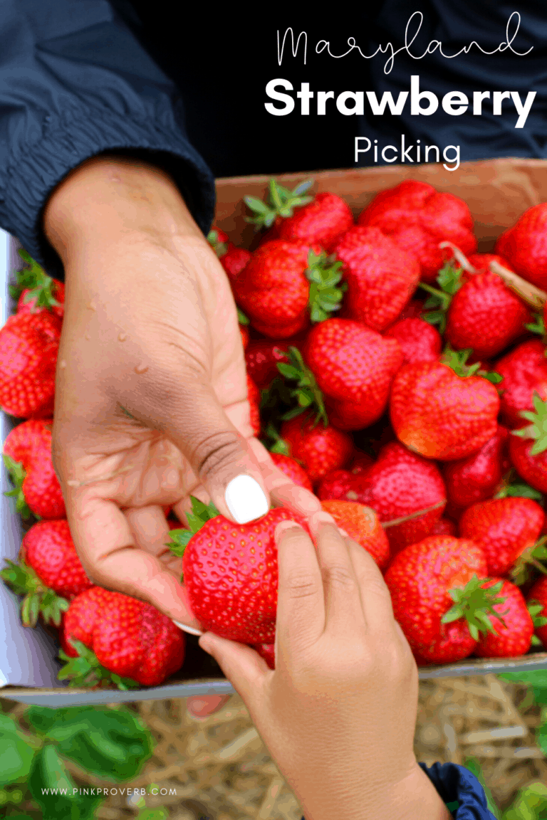 where to pick strawberries in maryland