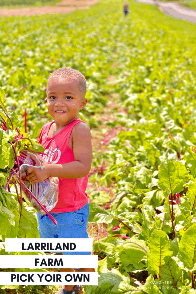 Best Pumpkin Patches in Maryland