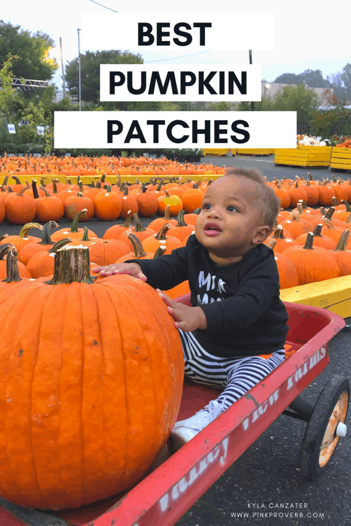 Best Pumpkin Patches in Maryland