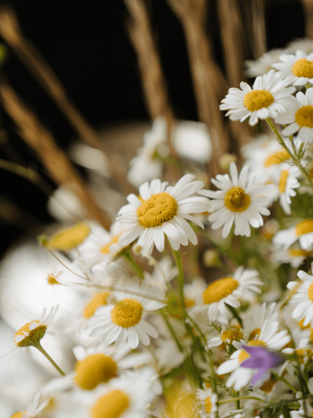 Surprising Health Benefits of Chamomile