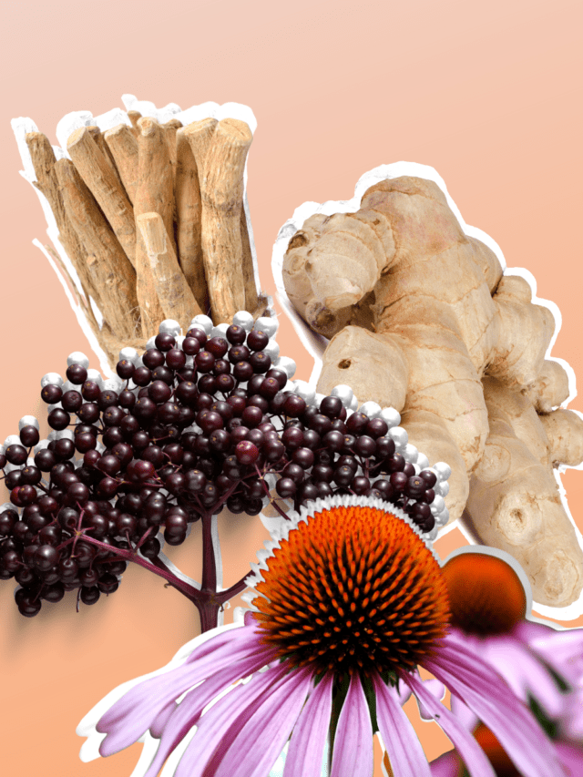 Immune Boosting Herbs You Need | Medicinal Herbs