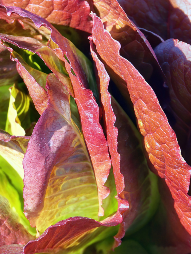 Which Lettuce with Help You Sleep?!? Story