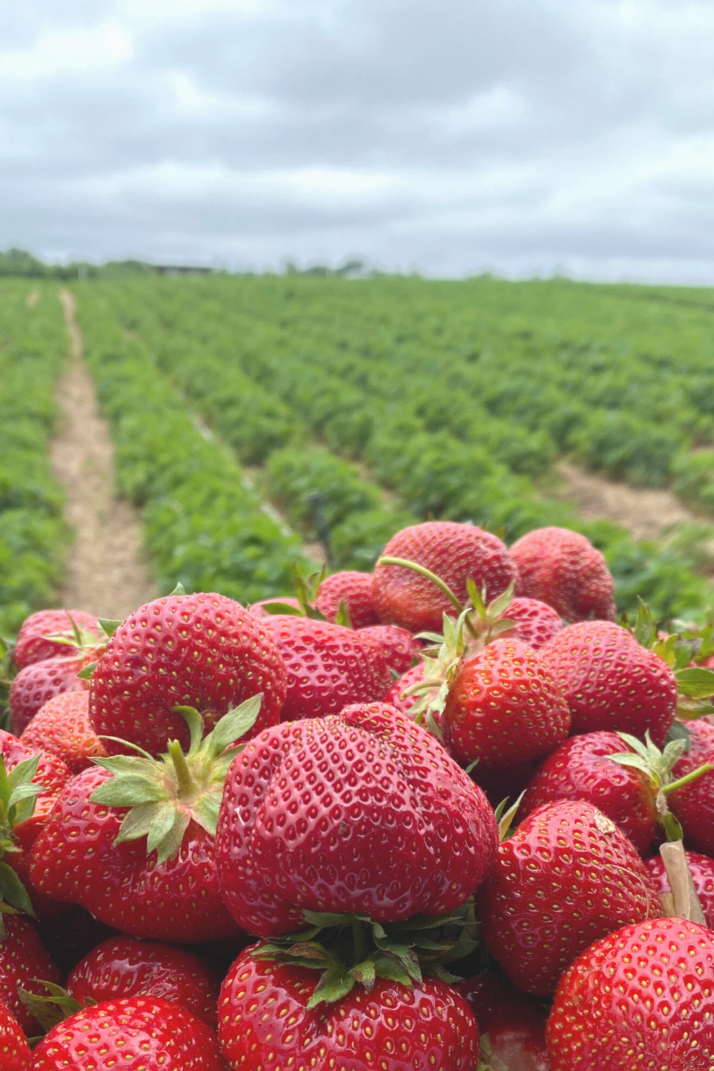 Strawberries near deals me