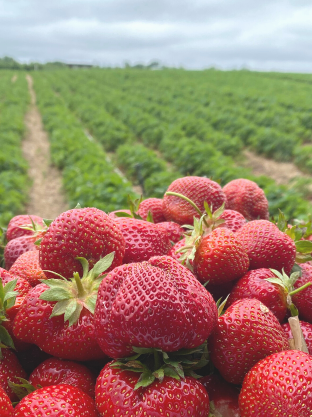 Strawberry Picking Near Me Maryland