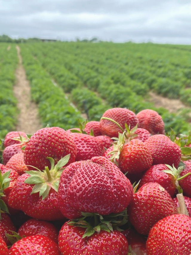 cropped-Strawberry-Picking-near-me-maryland_pink-proverb.png