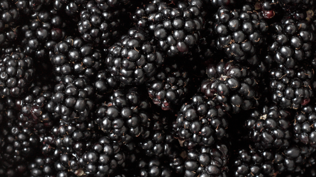 blackberries high in protein