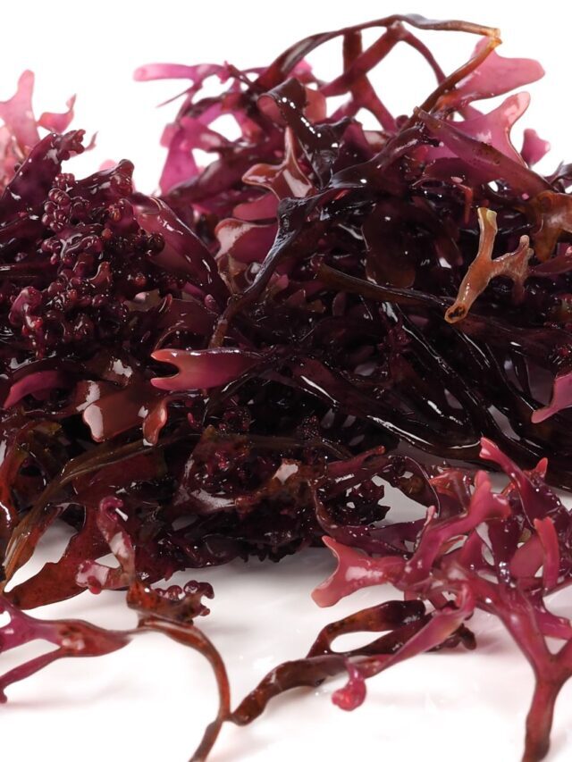 True Sea Moss Nutritional Facts