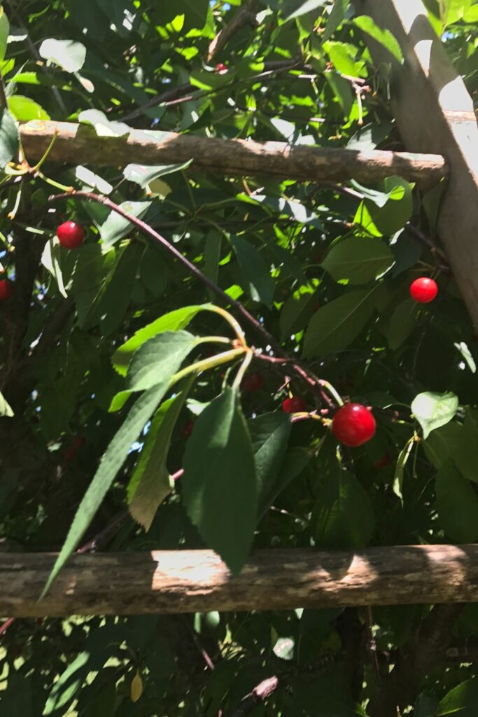 Cherry picking maryland_baugher