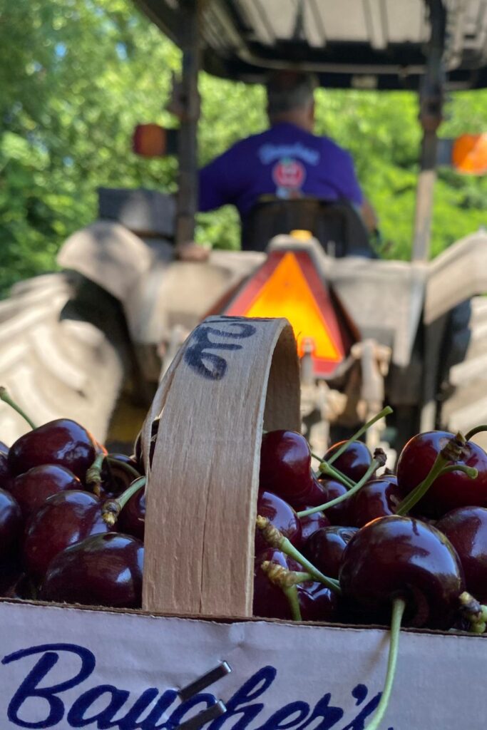 baughers farm cherry picking maryland_pink proverb