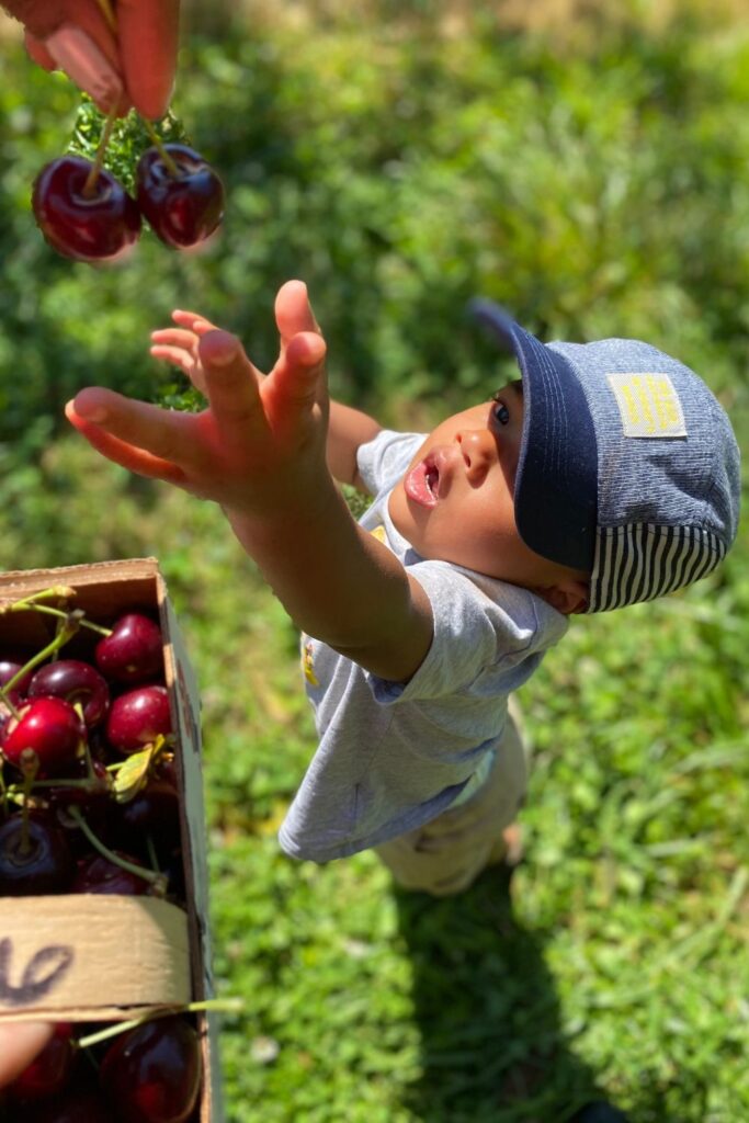 Baughers cherry picking