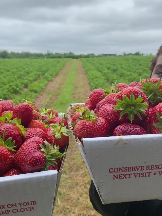 cropped-strawberry-picking-near-me_maryland_larriland-farms.jpg