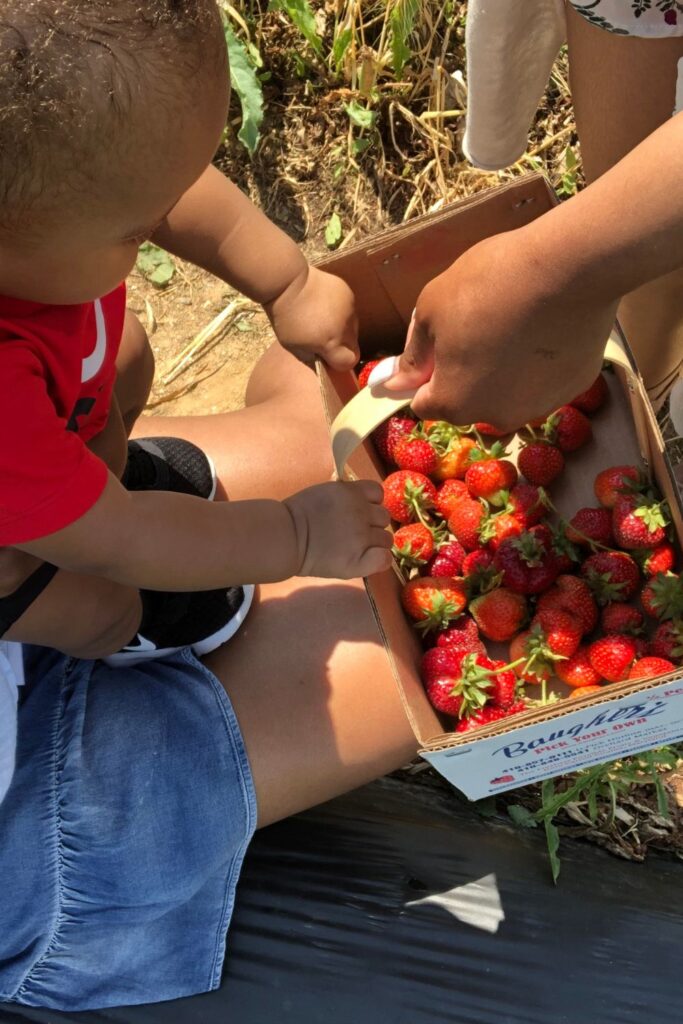 best strawberry picking in maryland at baughers farm