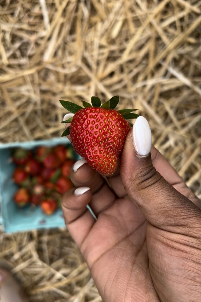 strawberries at butler farm maryland