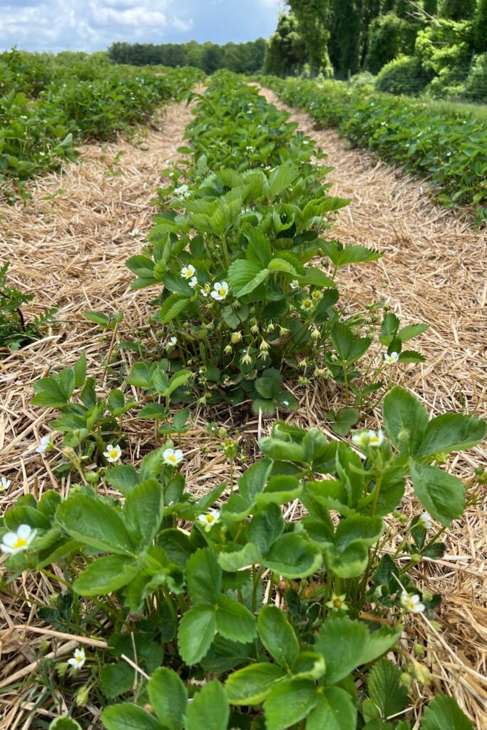 Butler Farm Strawberry picking season maryland_pinkproverb