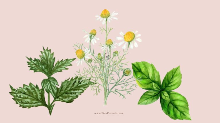 herbs for cortisol