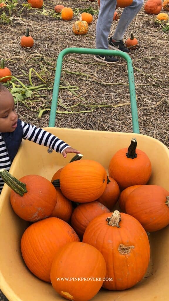 Best pumpkin patches in maryland_things to do in maryland with kids_pink proverb